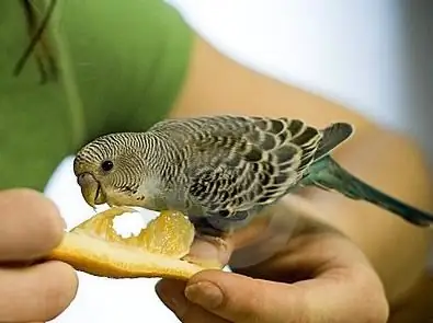 berapa kali memberi makan budgerigar