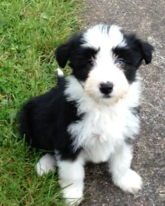 bearded collie rase