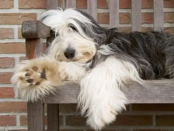 bearded collie valpar