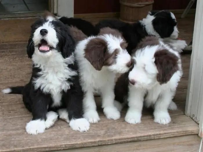 kandang collie berjanggut