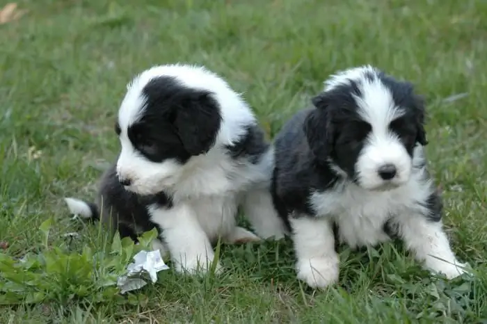 bearded collie karaktär