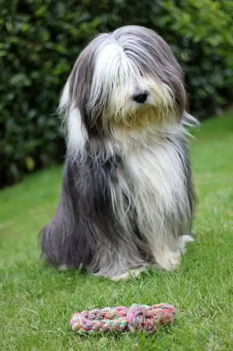 bearded collie rasebeskrivelse