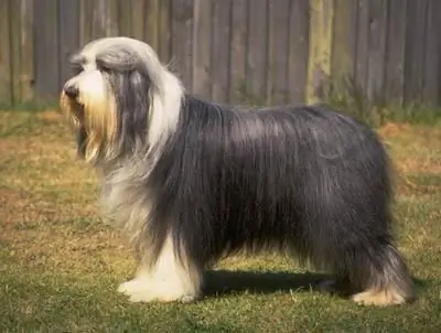 bearded collie ras beskrywing gedrag