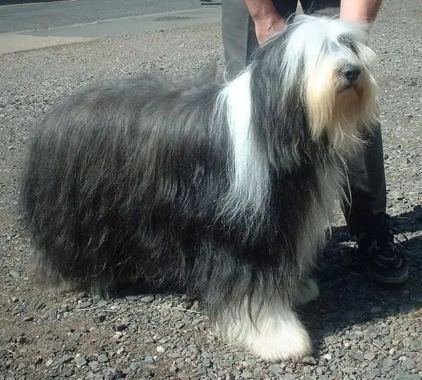 collie berjanggut