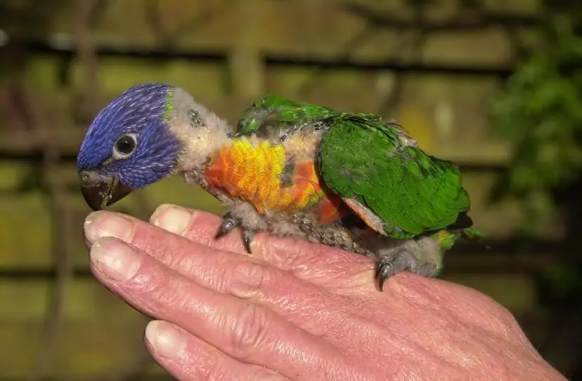 lorikeet በቀቀን ጫጩት