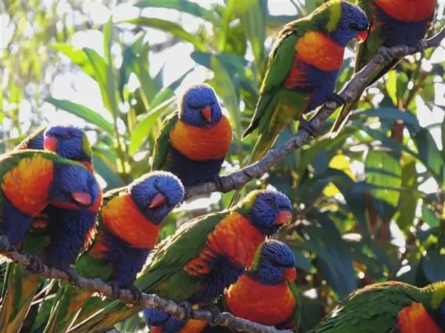 flock lorikeetfåglar