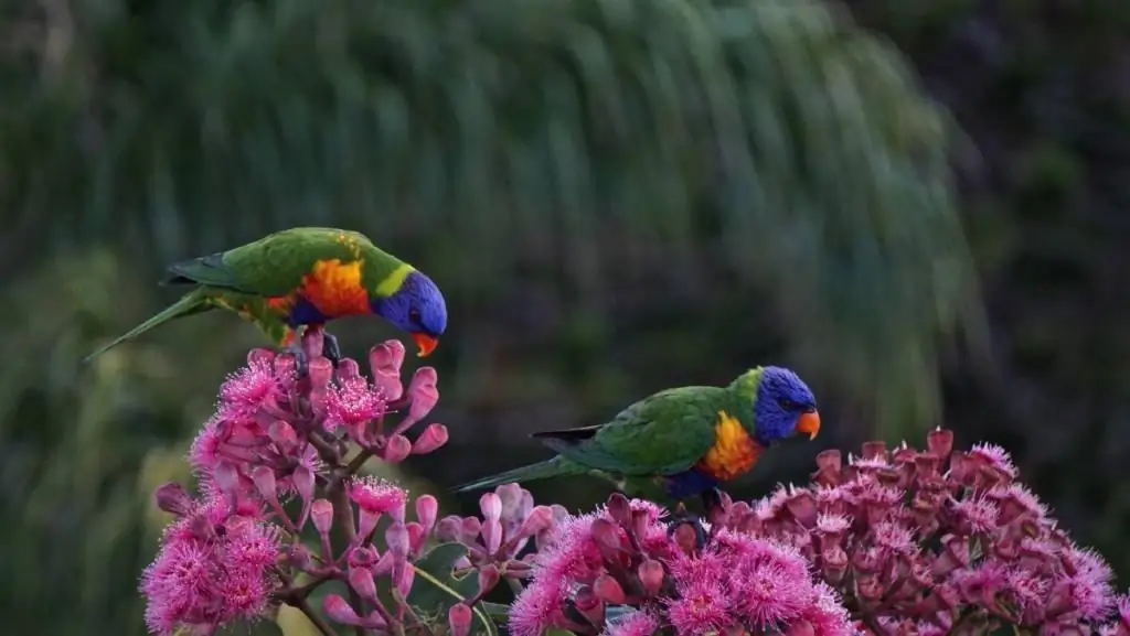 pari papukaijat lorikeet