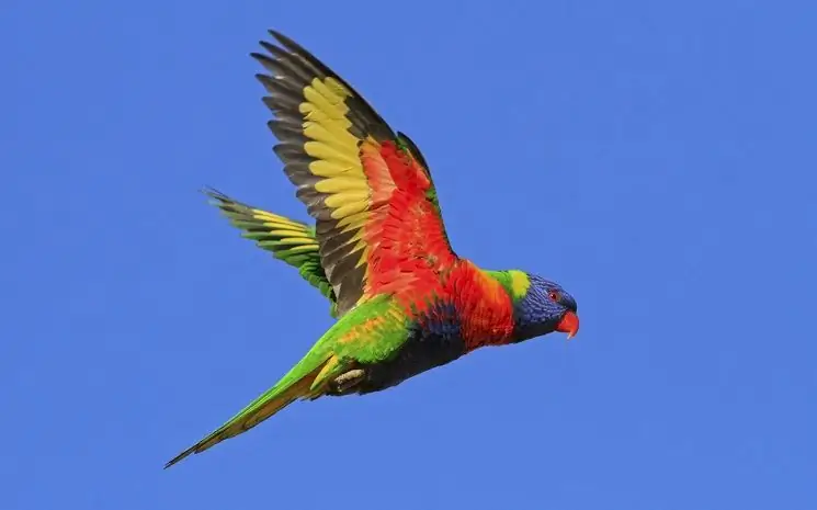 lorikeet dalam penerbangan