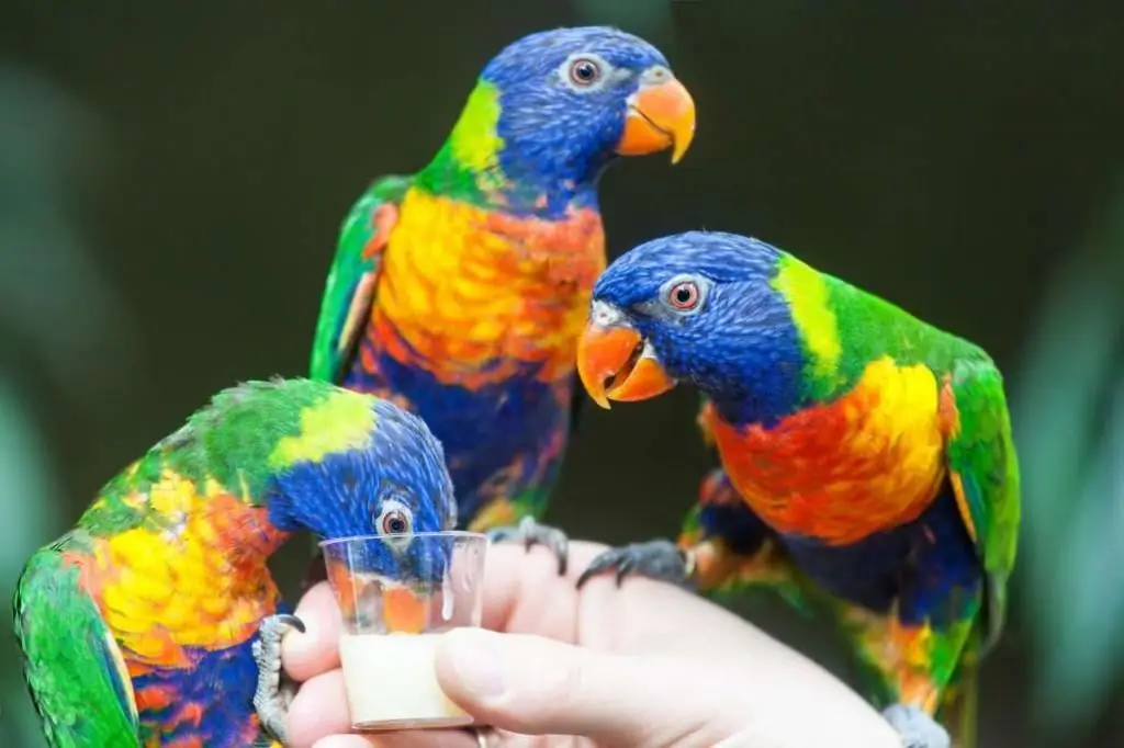 linnunruokaa loriketti