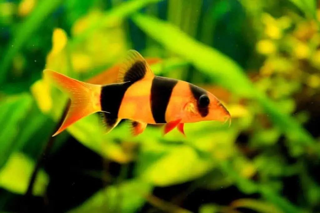 Clown Botsia nell'acquario