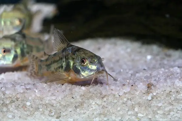 Pesci d'acquario di fondo