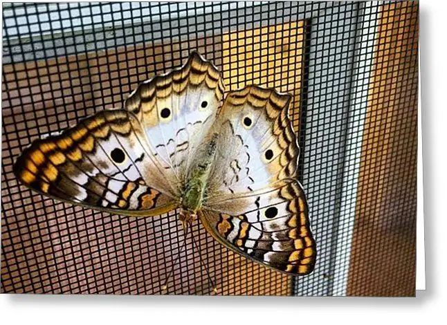 Butterfly on the net