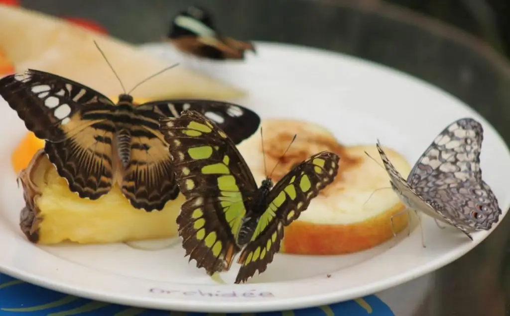 How to feed butterflies