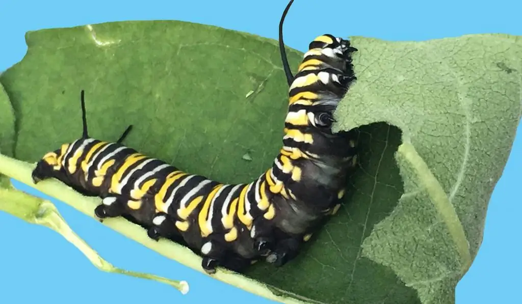 Monarch butterfly caterpillar