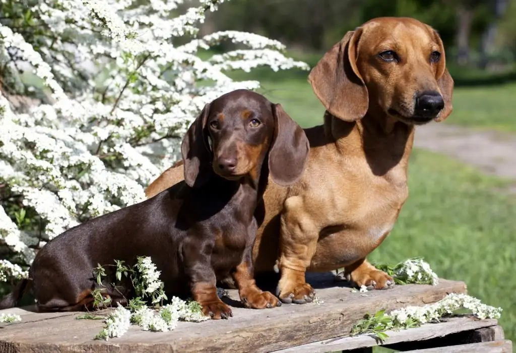 màu chó con dachshund