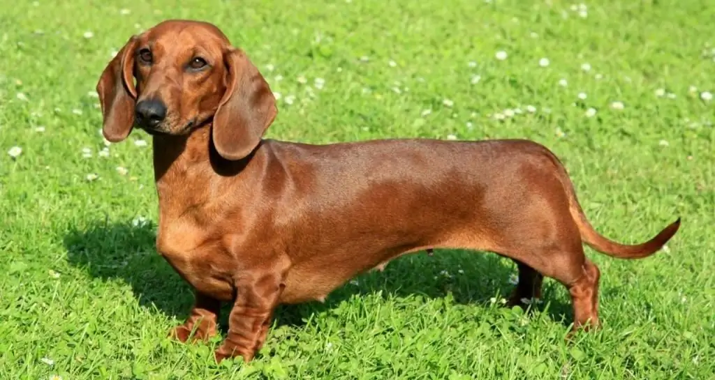 cor e foto de um dachshund