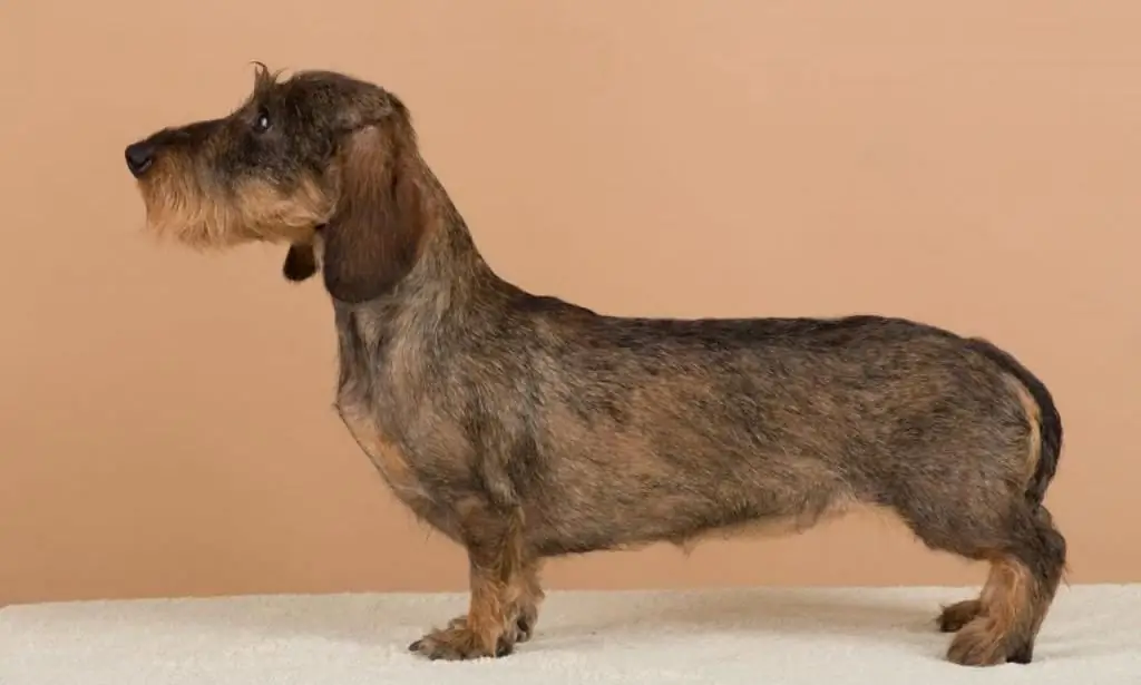 dachshund hitam