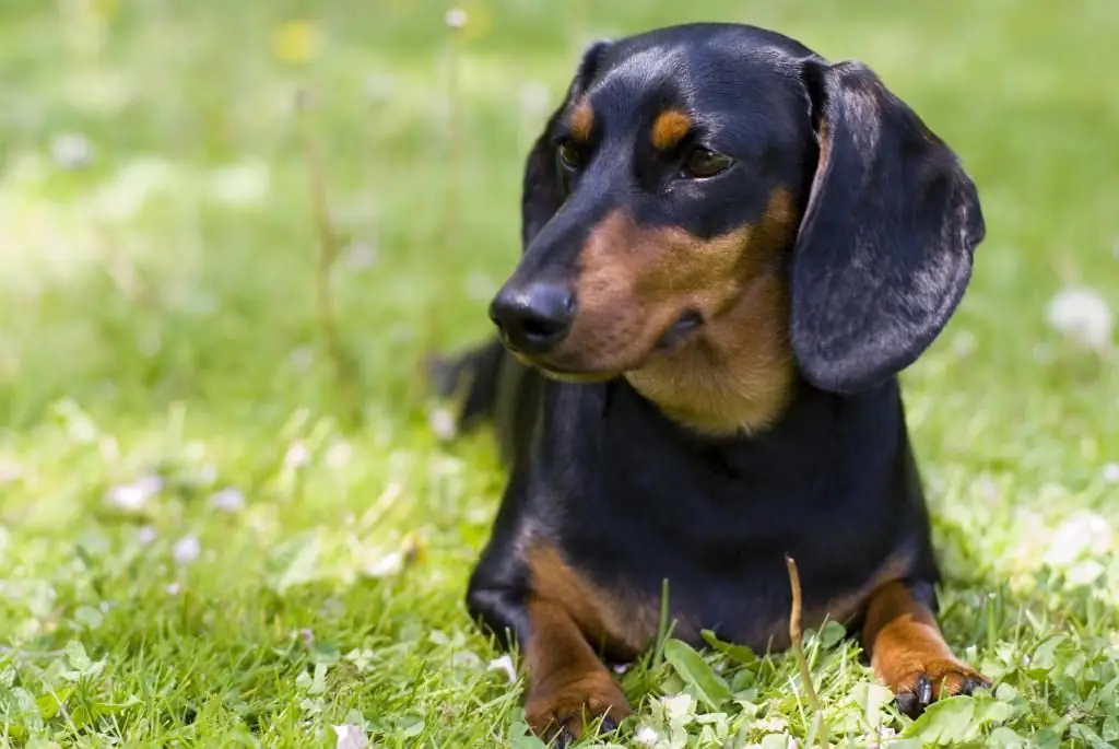 boar-colored dachshund