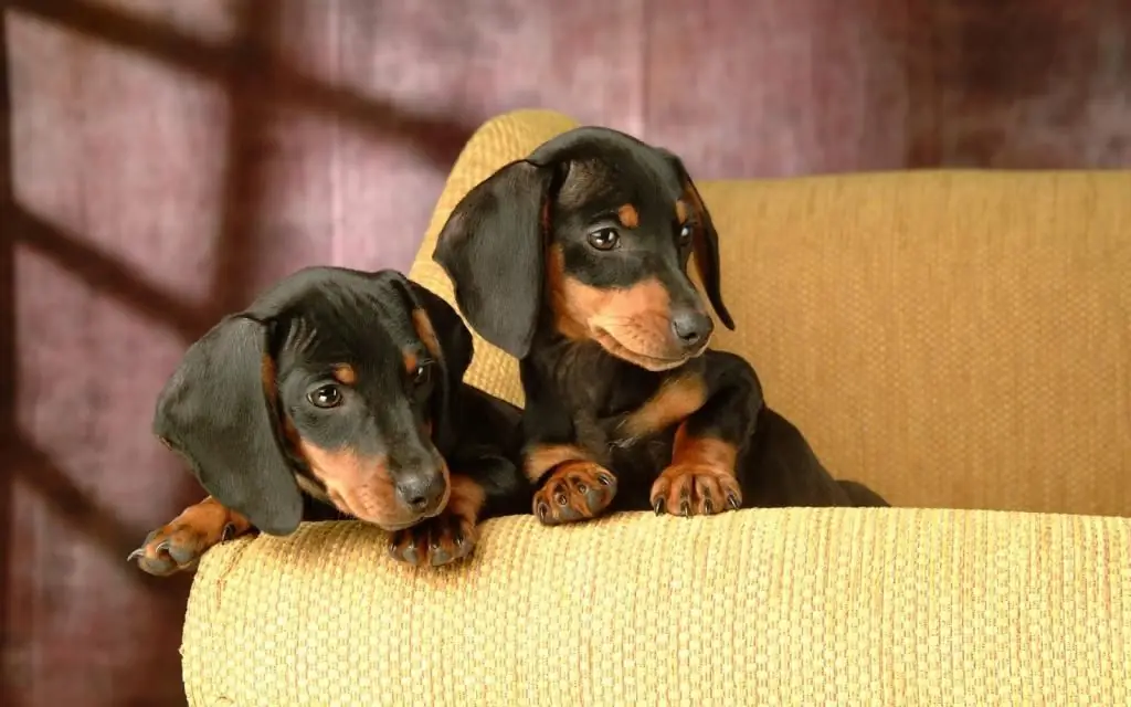 σοκολατένιο dachshund