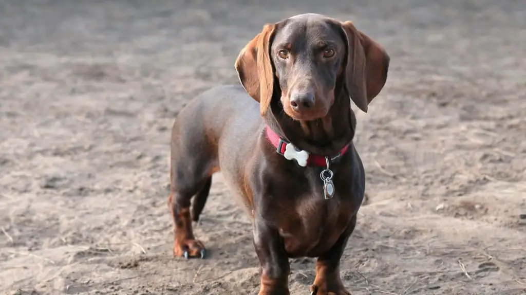 brindle dachshund