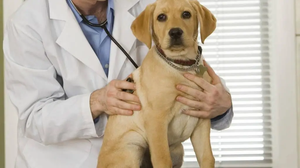 Comportamento del cane dopo la sterilizzazione: cambio di carattere, cura del cane dopo la sterilizzazione, pro e contro della sterilizzazione del cane