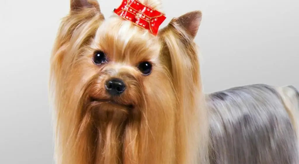 Yorkshire terrier