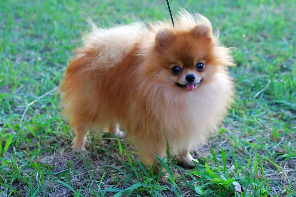 pomeranian