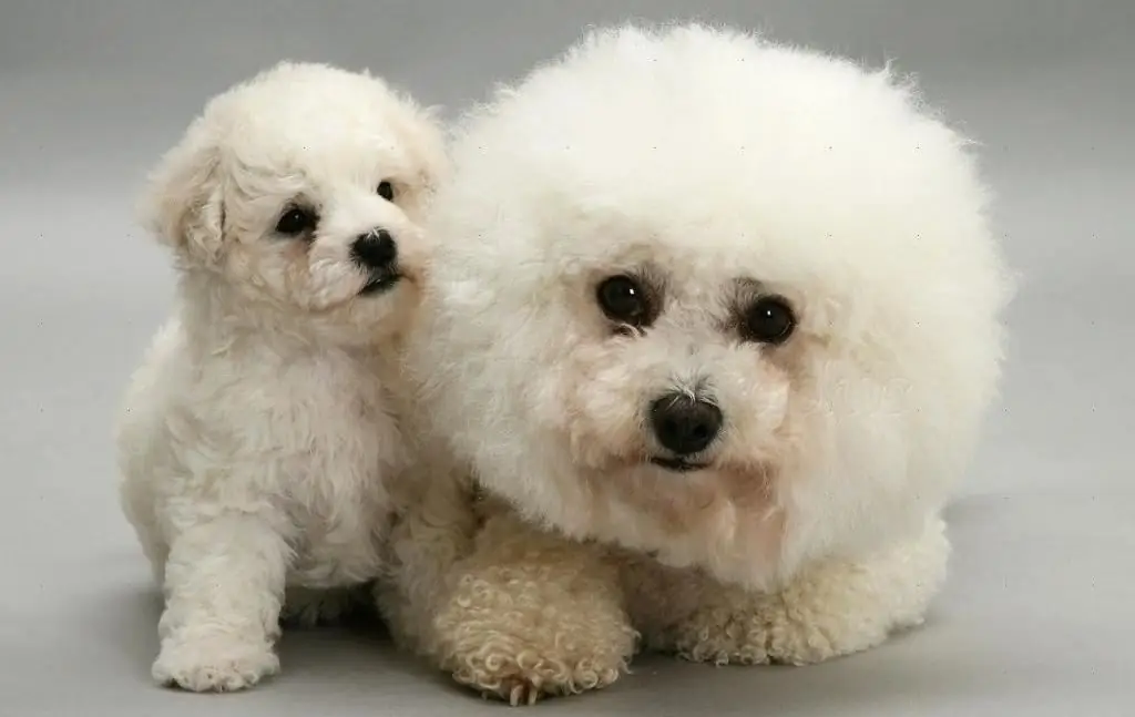 Bichon Frize շների ցեղատեսակ