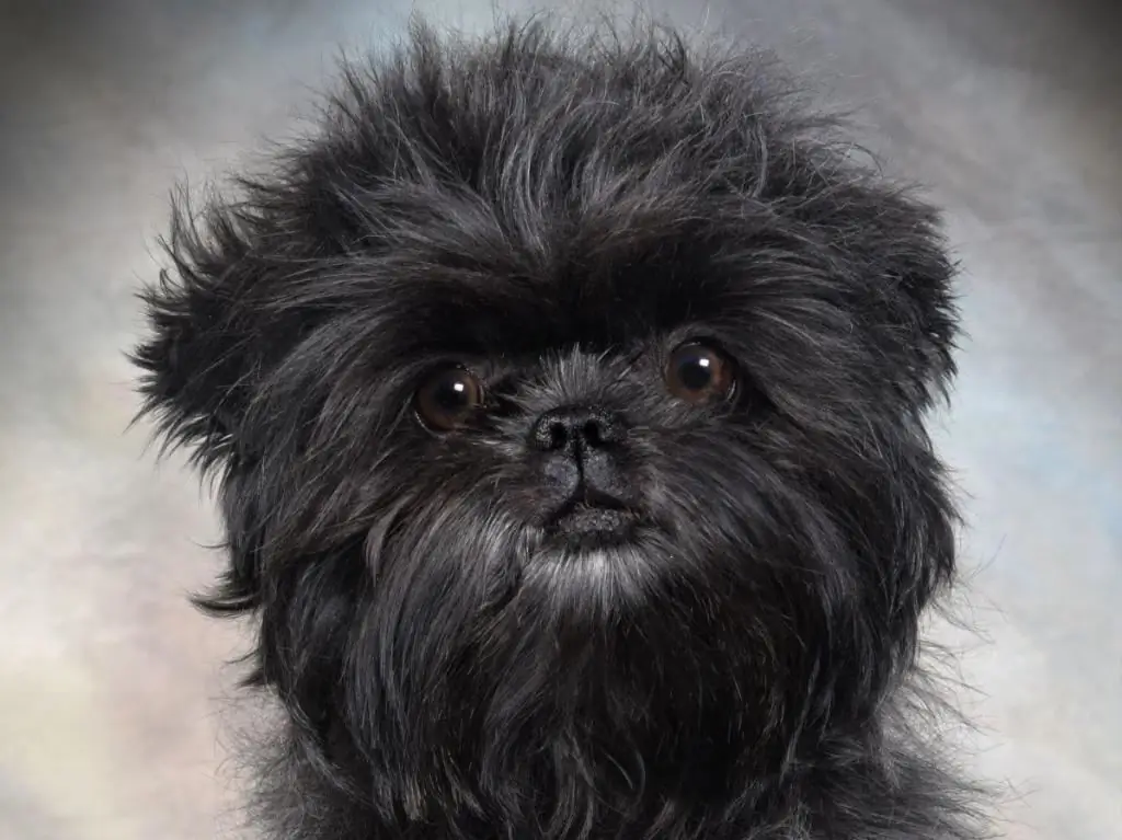 Rasa de câini Affenpinscher