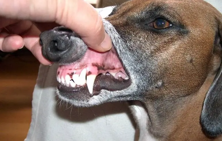 Quand les dents de lait changent-elles chez les chiens ? Soins dentaires pour chiens