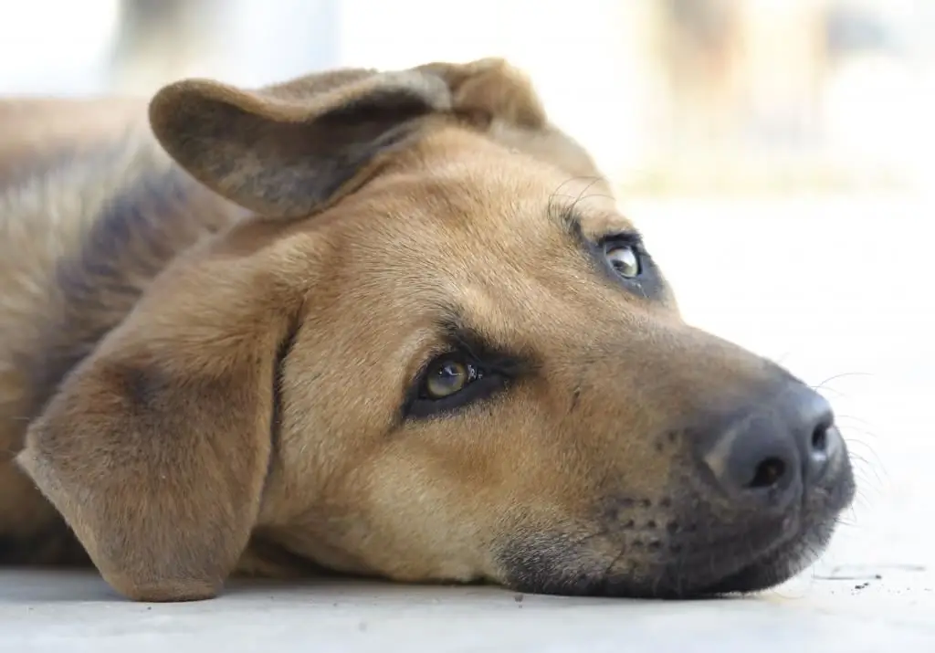 Tanda-tanda distemper pada anjing: foto, gejala dan rawatan