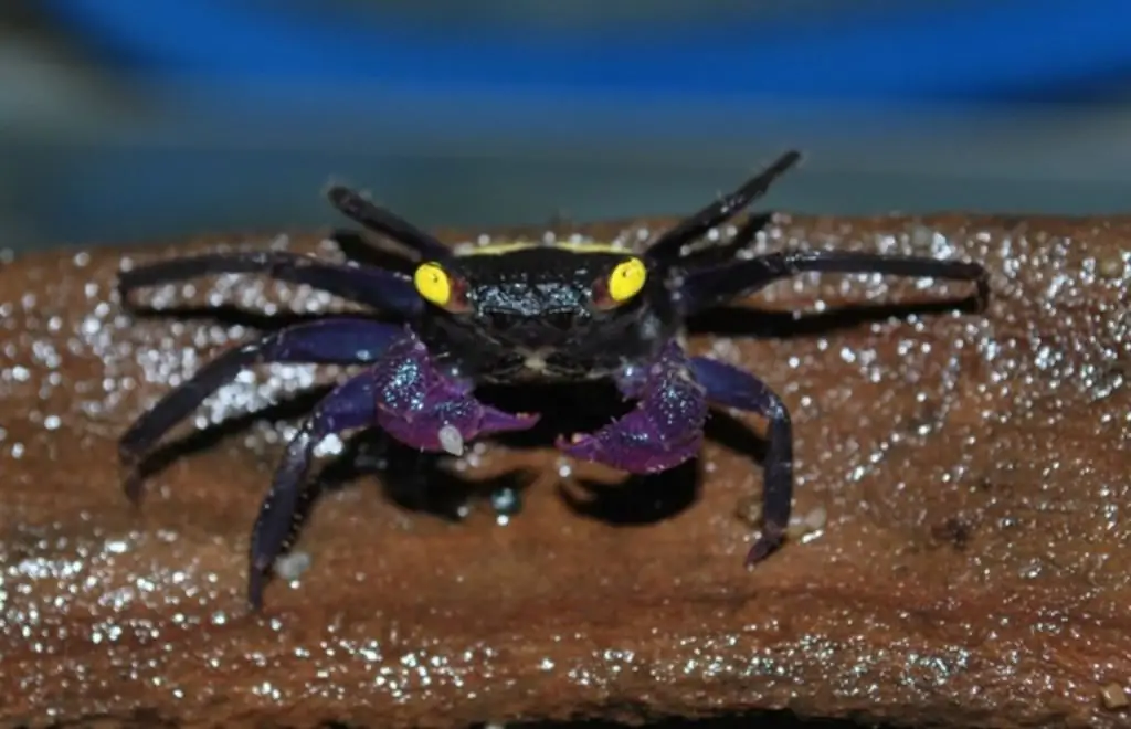 mantendo o caranguejo de aquário