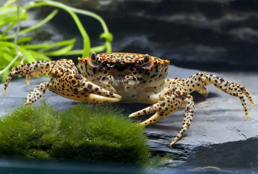 King leopard crab