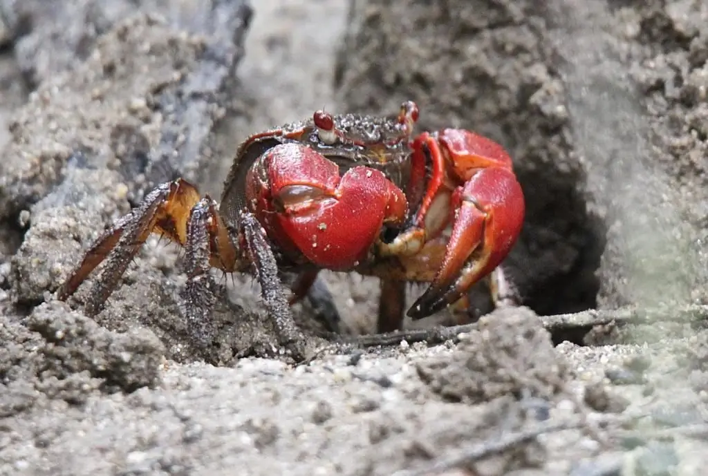 mangrove krabbe