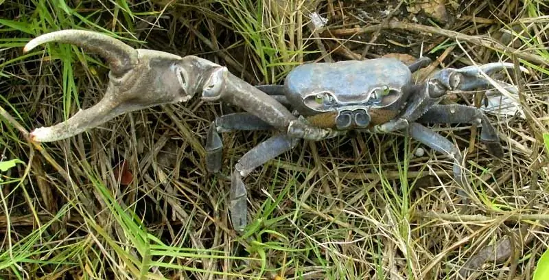 Malawian crab