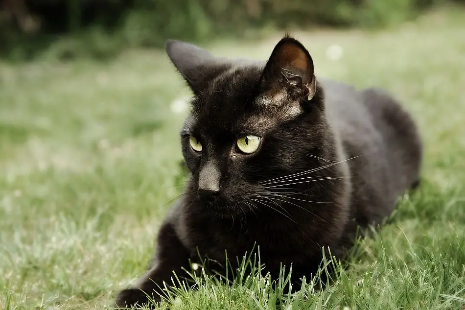 A dónde van los gatos después de la muerte: los gatos tienen alma, los animales van al cielo, opiniones de sacerdotes y dueños de gatos