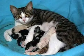 età del gatto sterilizzante