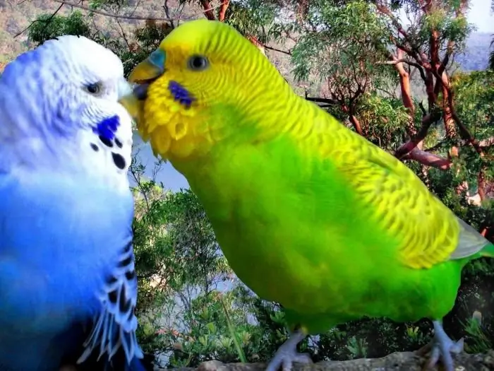 কিভাবে একটি পুরুষ থেকে একটি মহিলা budgerigar বলতে