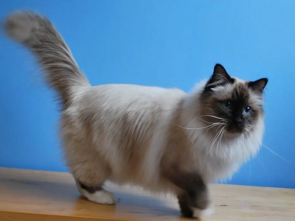 Raça de gato birmanês