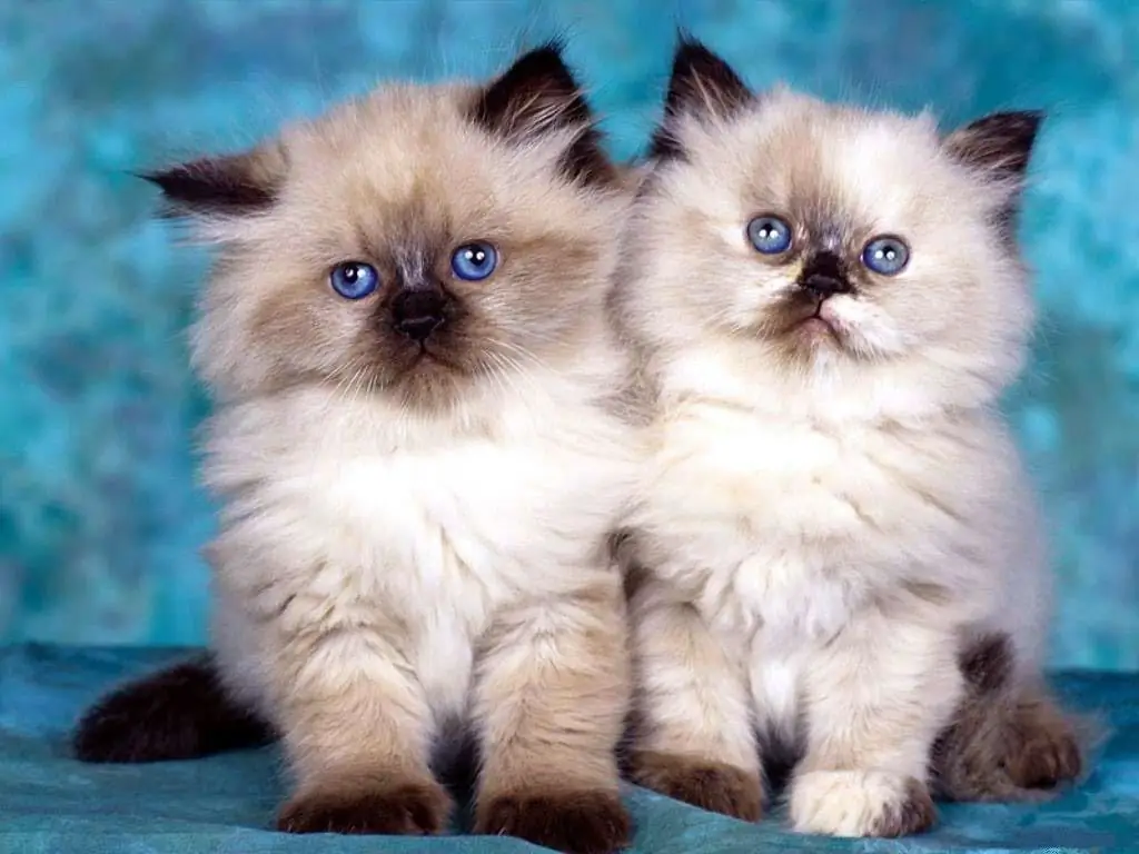 gatinhos birmaneses