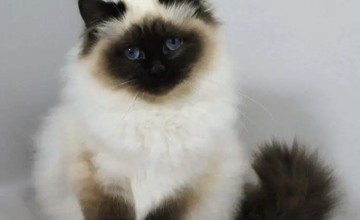 personagem de gato birmanês