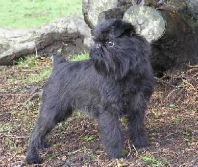 Gryphon is a breed of dog. Griffin dog breed - photo, price