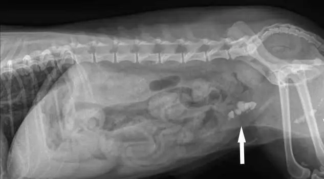 Urolithiasis (UCD) hos katte: symptomer og behandling