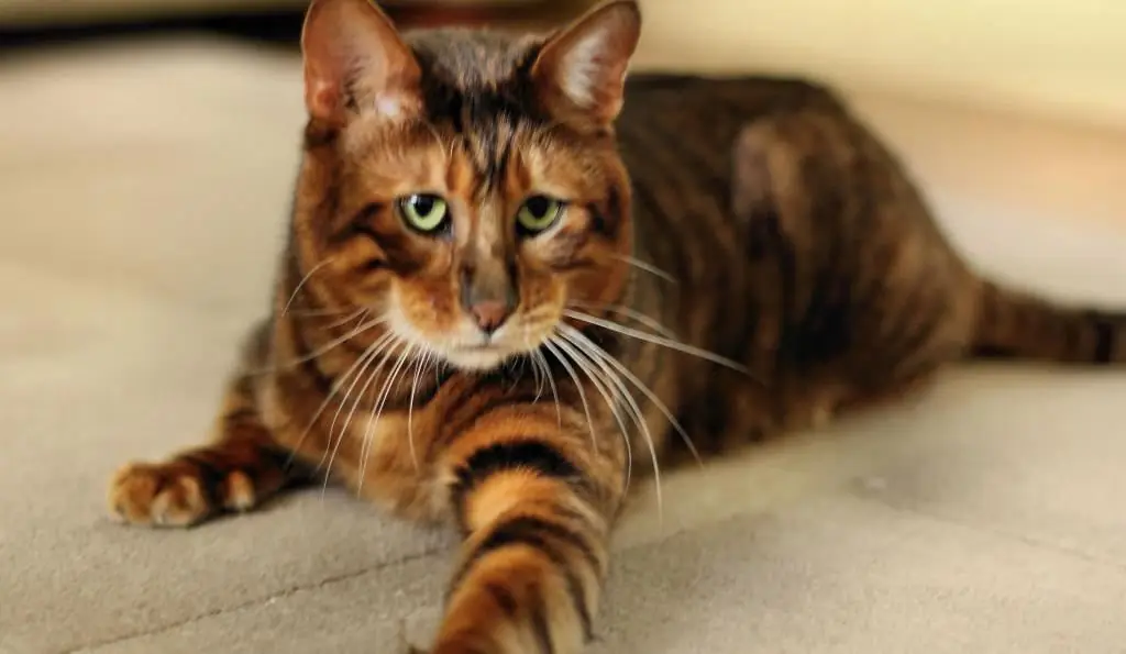 toyger ras