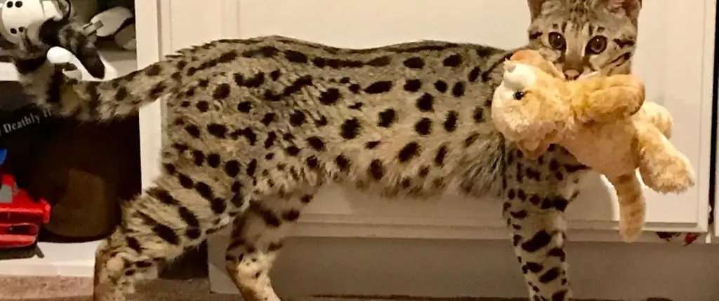 savannah cat