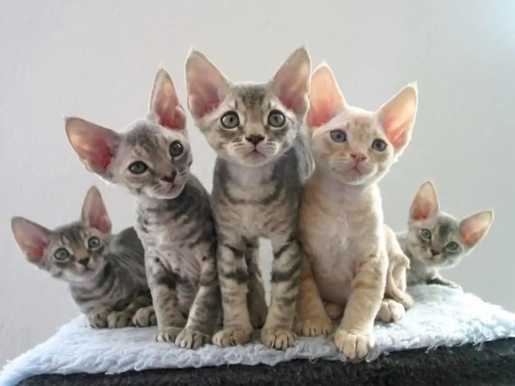 kucing devon rex