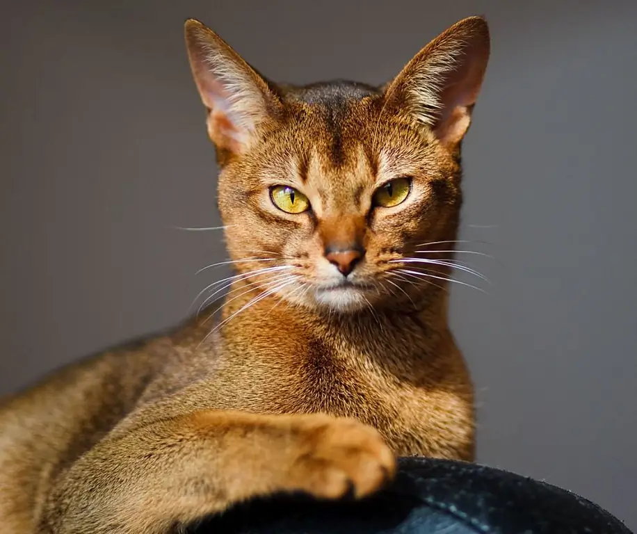 kucing abyssinian