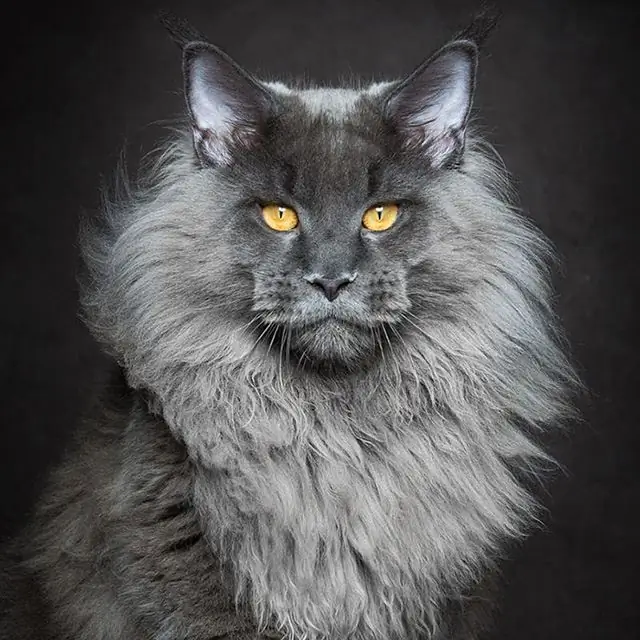 Mèo Maine Coon