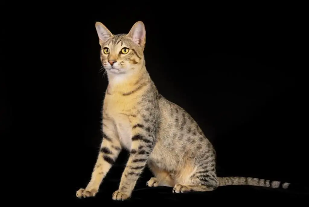 egyptian mau