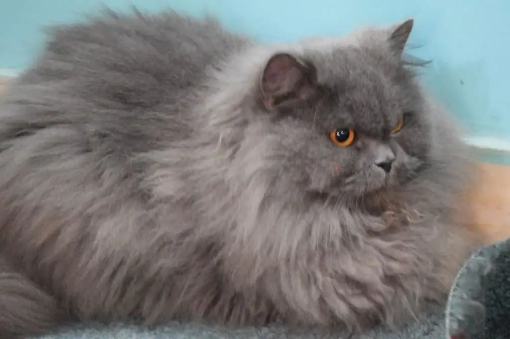 Persian cat